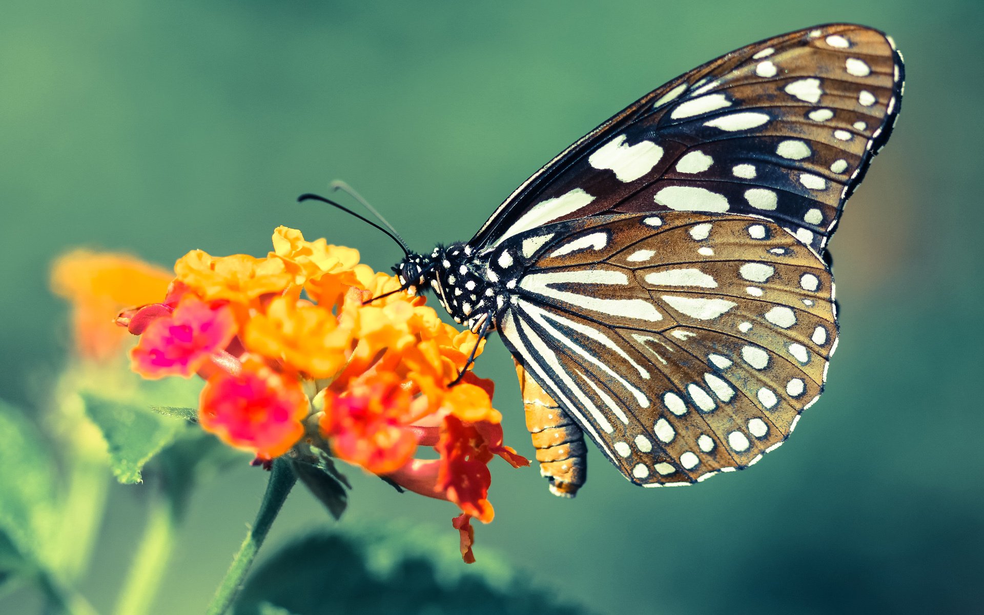 亚洲顶级球队联赛大幕拉开,激战起航,亚洲足球顶级联赛