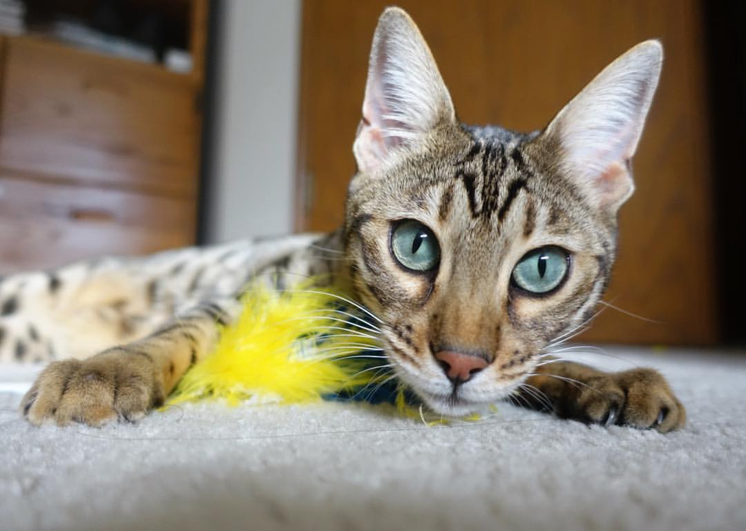 亚洲足球杯赛场上对决激烈,精彩纷呈,足球亚洲杯视频