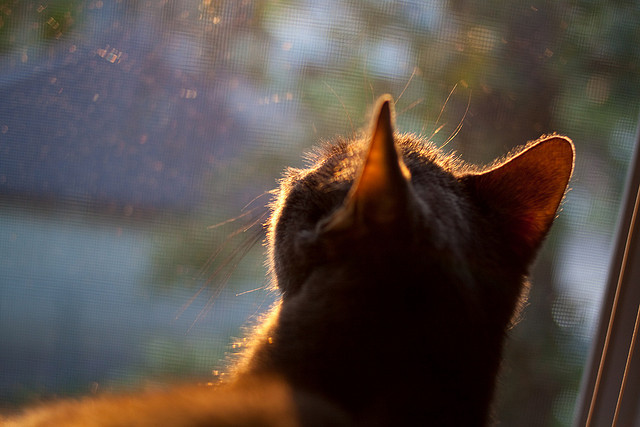 九游官网pc-拜仁慕尼黑客场作战，战胜美因茨能否止跌？，拜仁慕尼黑客场球衣