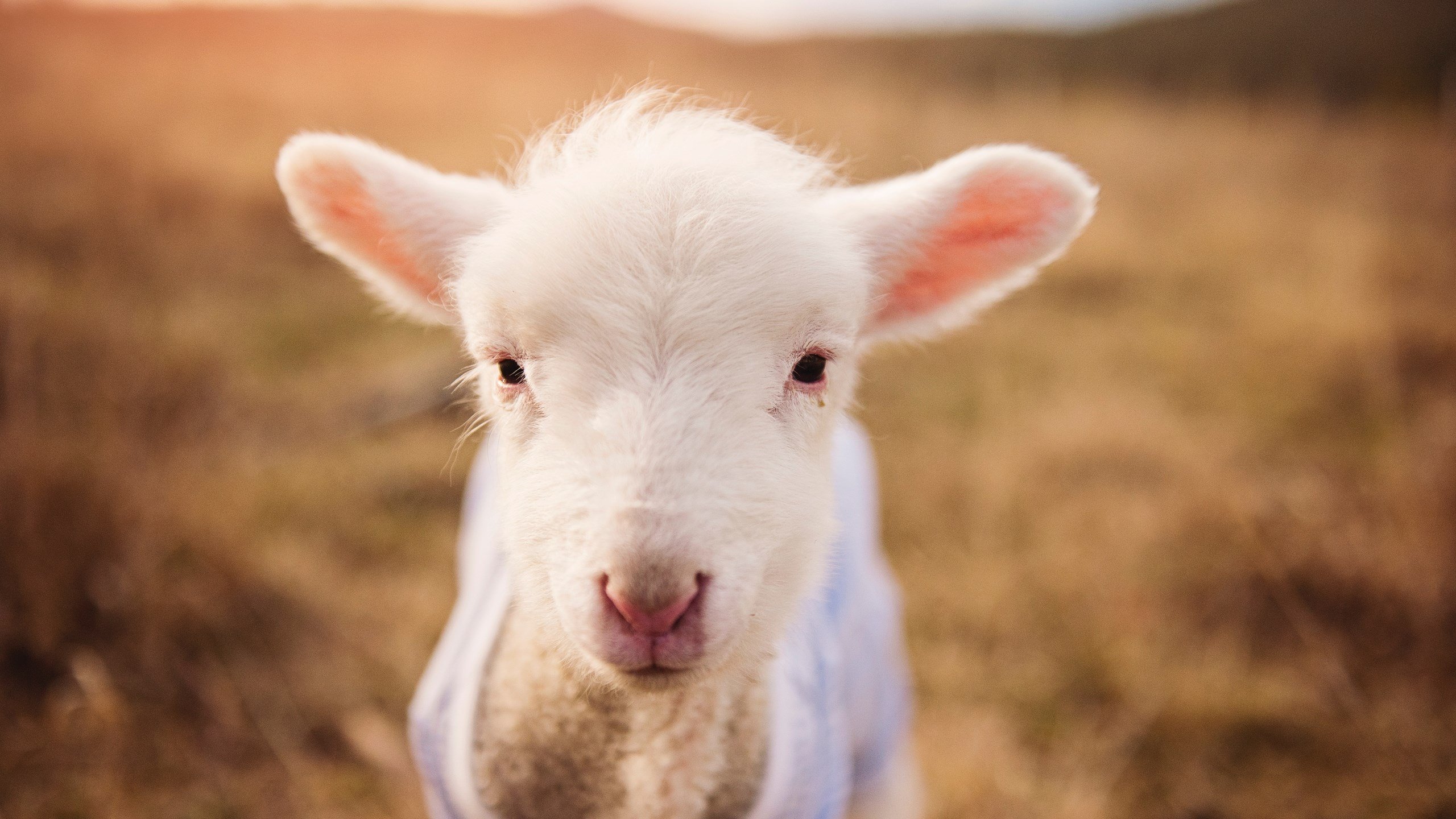 比利亚雷亚尔主场战平，暂居中游，比利亚雷亚尔首发阵容