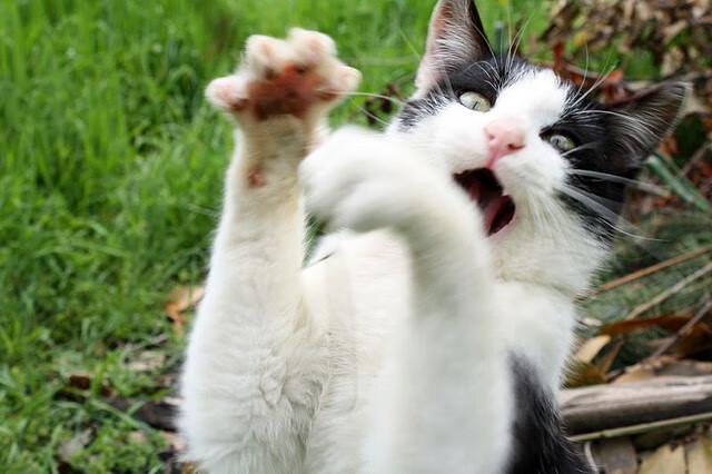 九游网页版官网入口-比赛现场球迷热情高涨，呐喊声不断，比赛现场球迷热情高涨,呐喊声不断