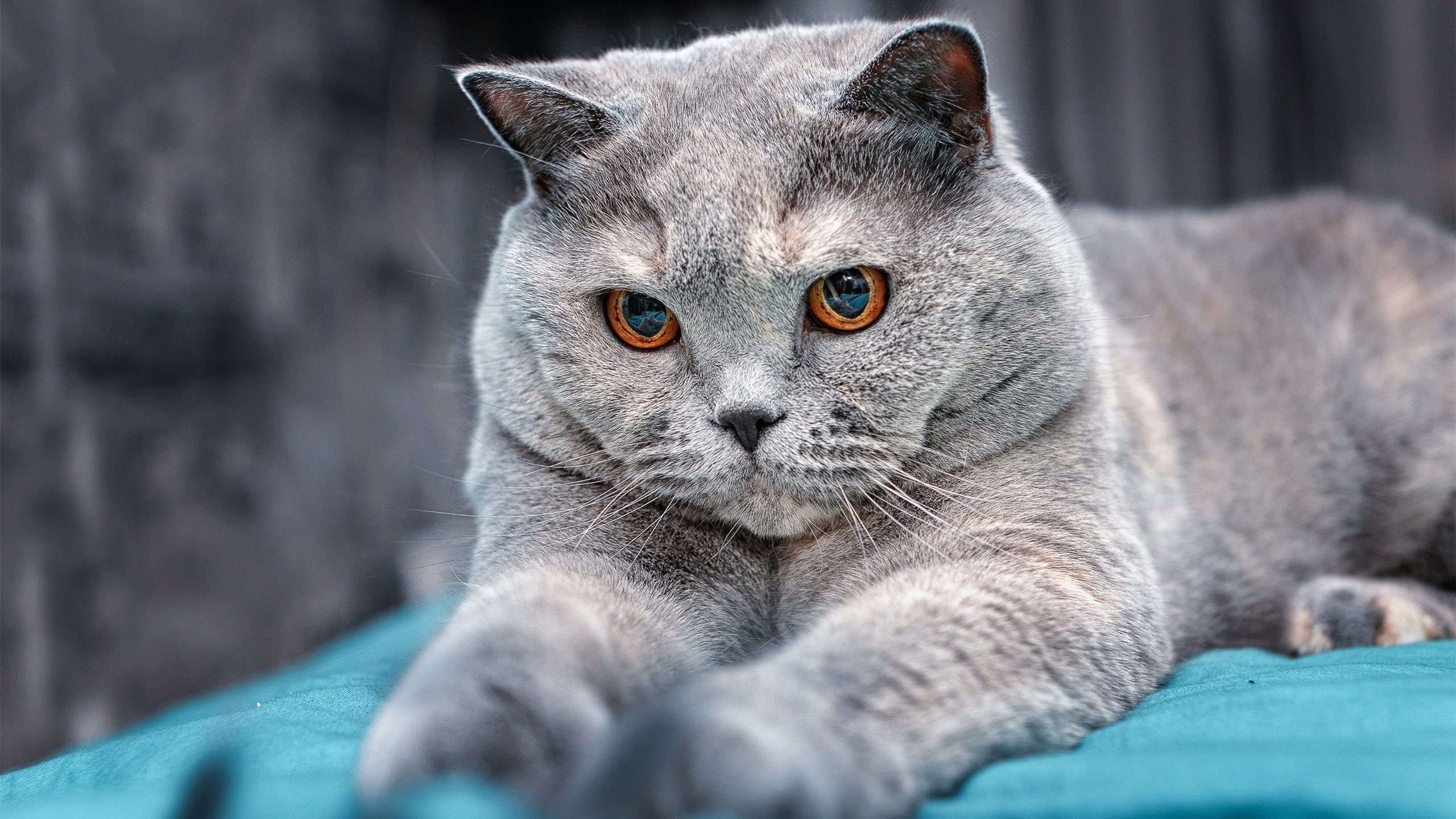 独行侠球员全员参与公益活动 爱心暖人心,独行侠球衣广告