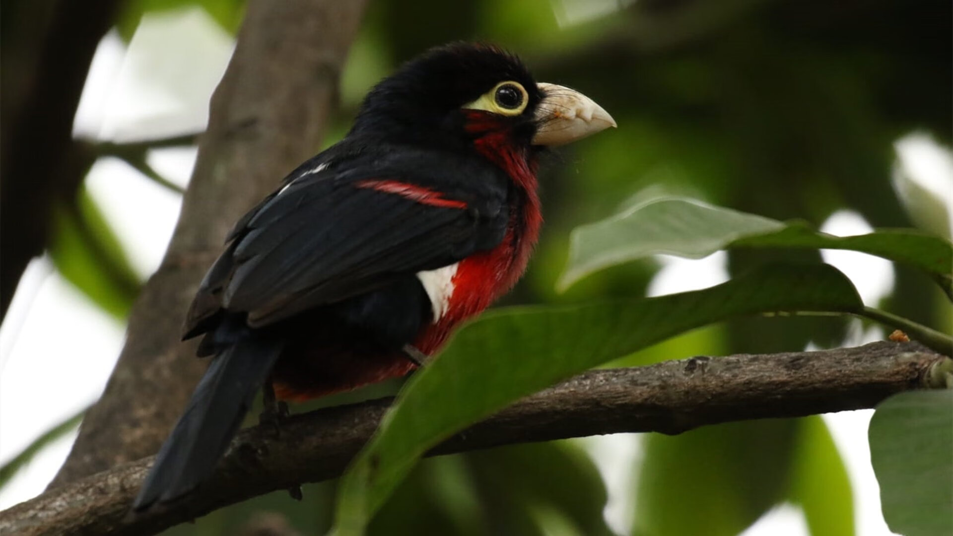 球员伤愈复出，为球队注入新活力，球员受伤谁出钱