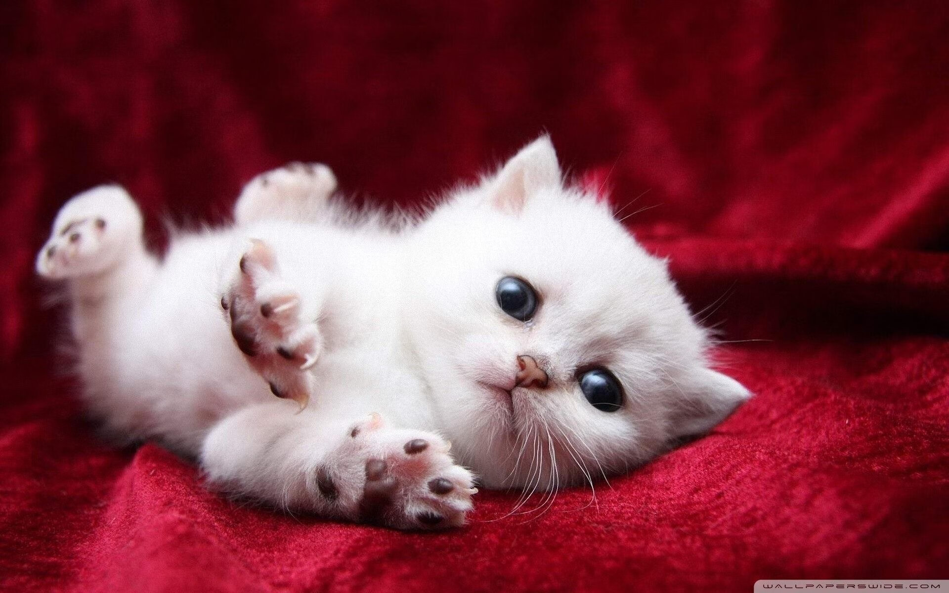 狼队多点开花,莫利纽球场力求连胜,莫利纽克斯球场