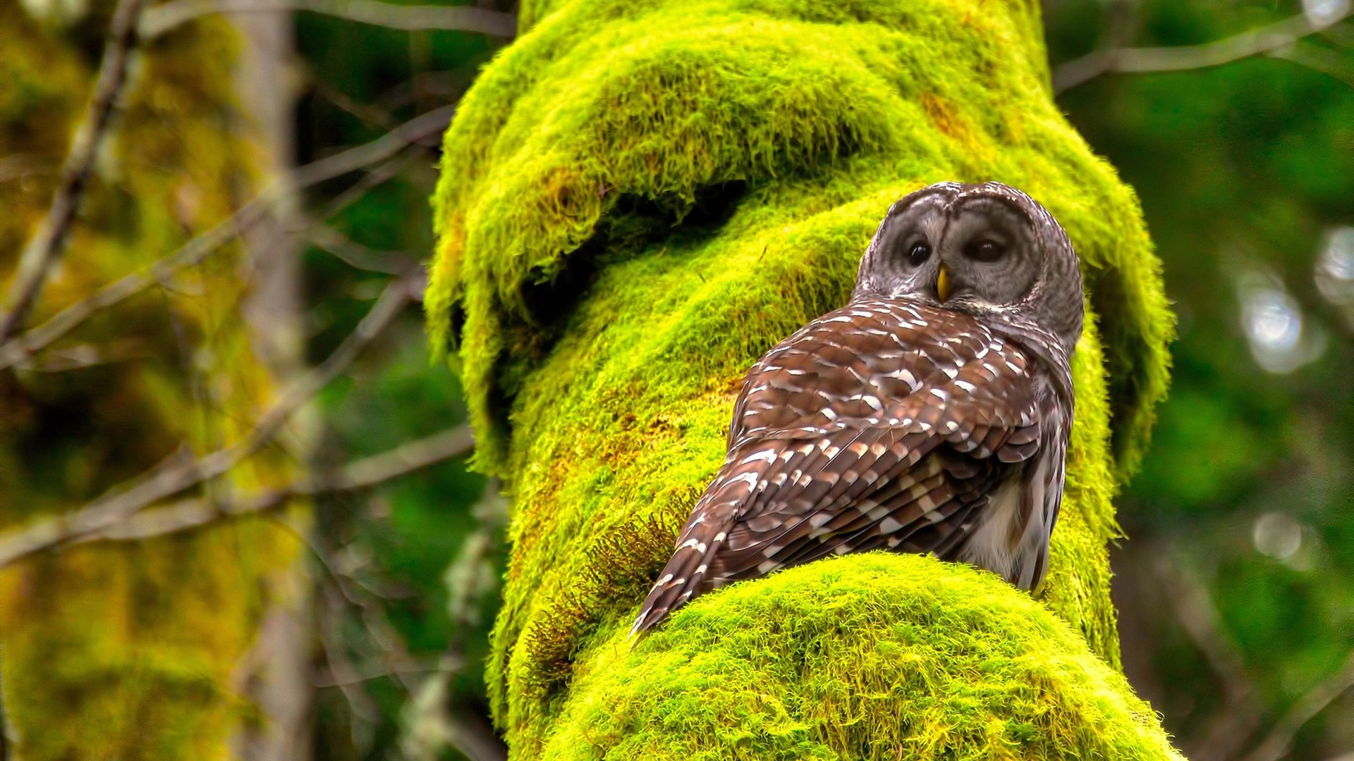 王牌队主场表现强势,王牌队主场表现强势的球员