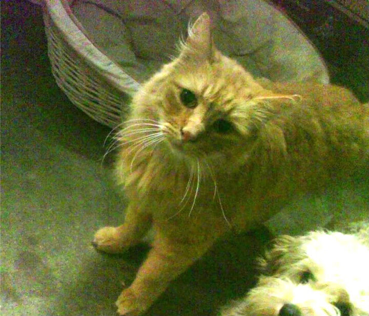 篮球运动员心理压力释放技巧,篮球运动员心理压力释放技巧是什么