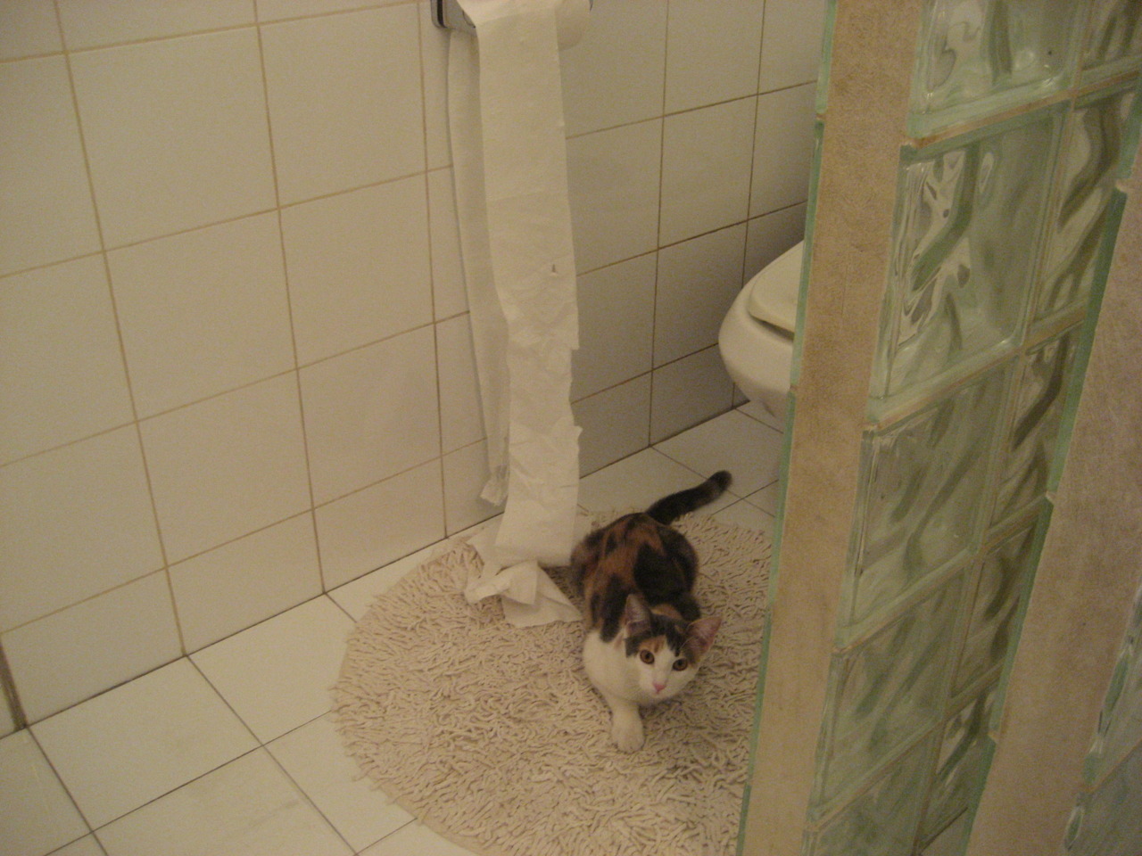 突尼斯年轻球员表现亮眼,突尼斯阵容