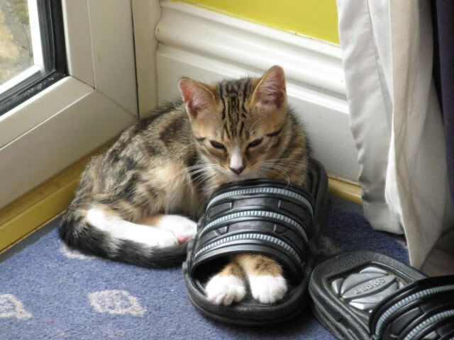 石油人防守端表现稳固,石油人石油情