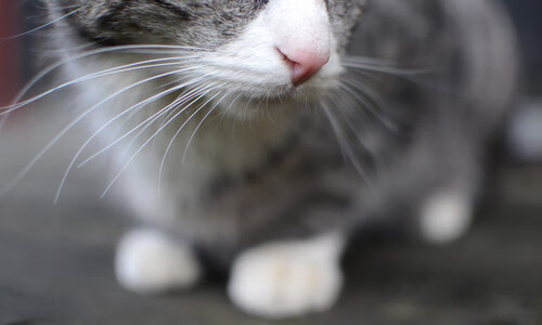 腾讯电竞赛事平台提升赛事公平性,腾讯电竞赛事三方授权公示