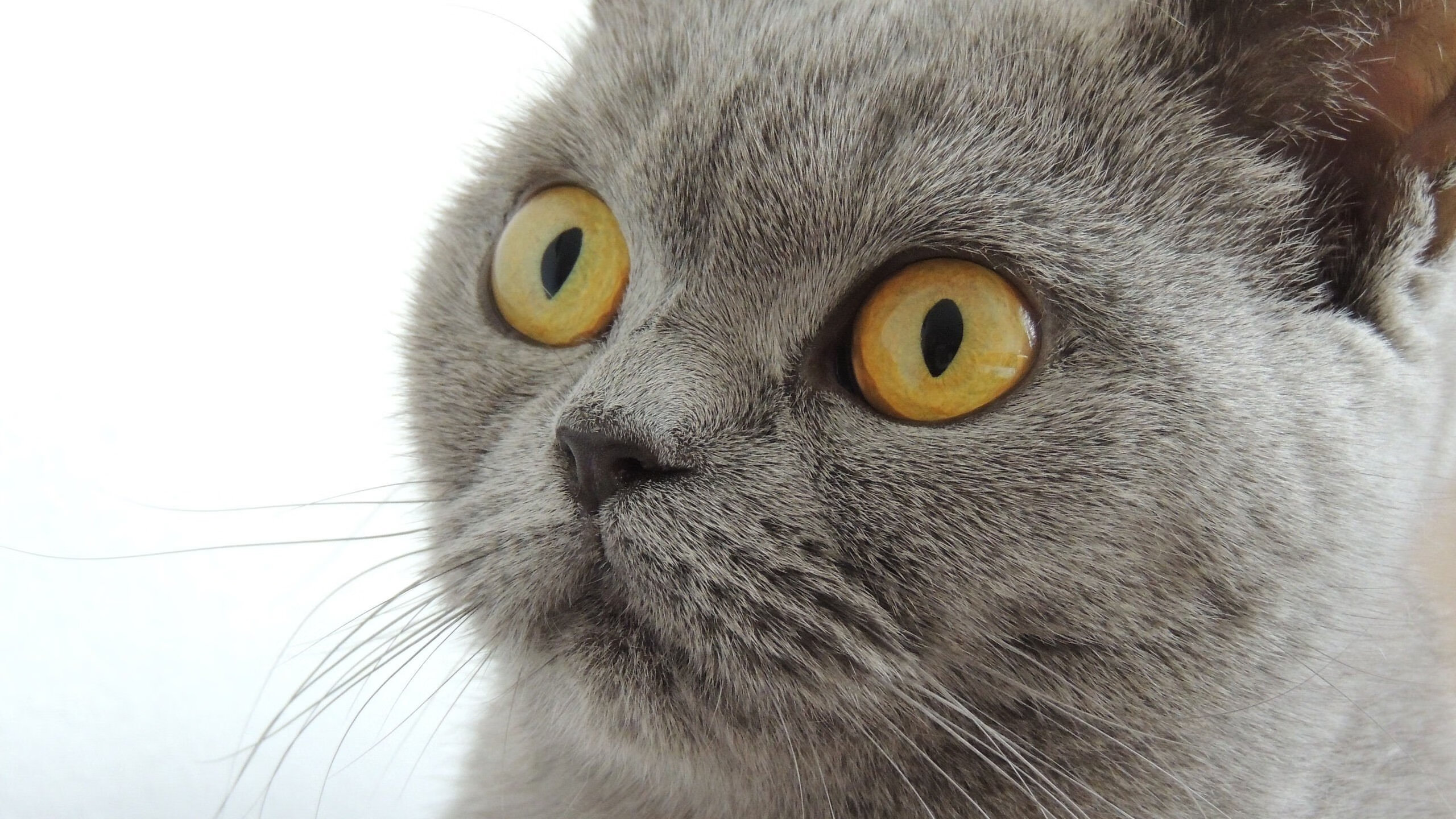 日本骑手铃木明在2024年亚洲马术锦标赛中与“风暴”马匹共同夺金,展现默契配合。