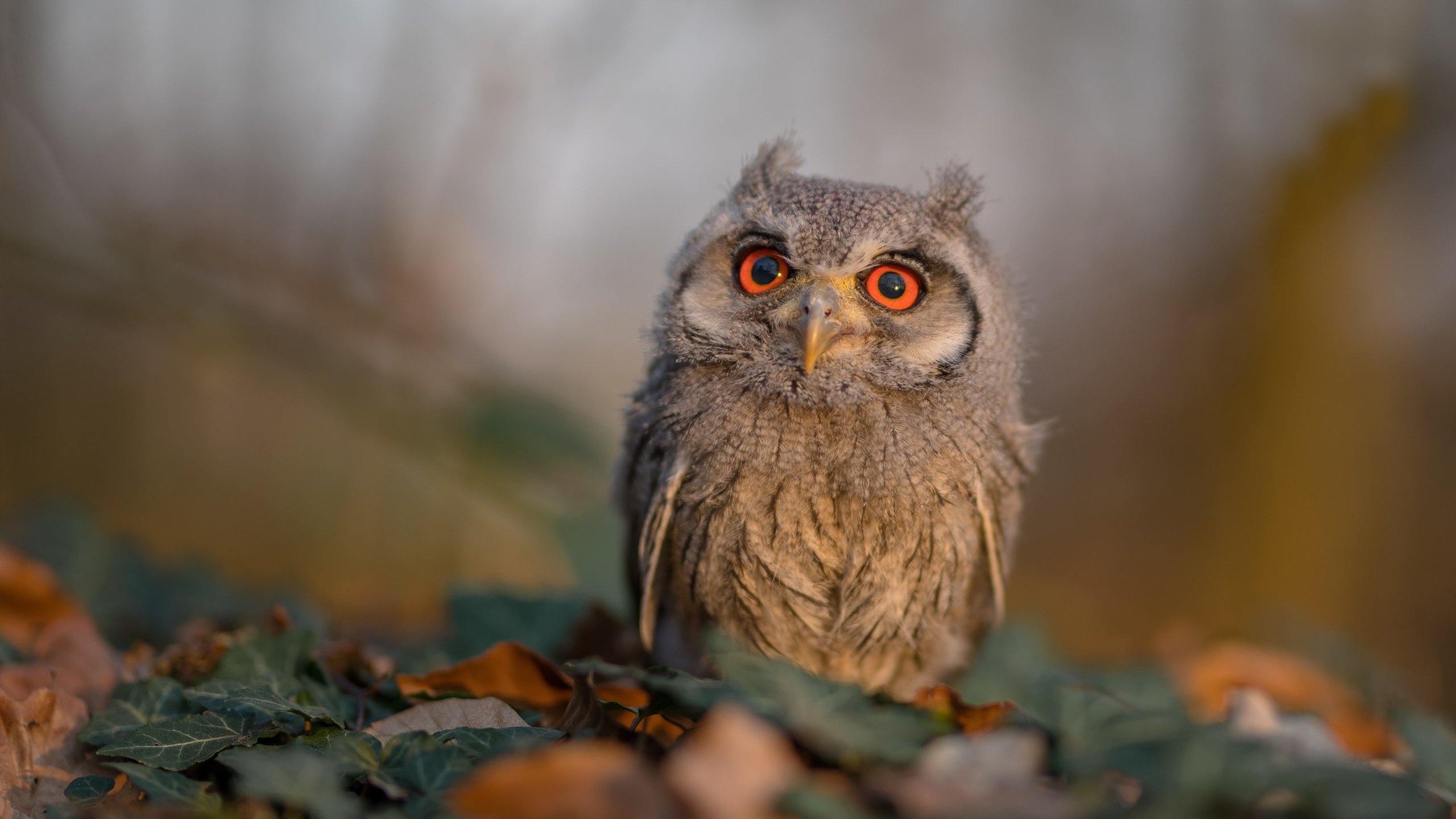 “多特惜败皇马,欧陆内战惨烈”