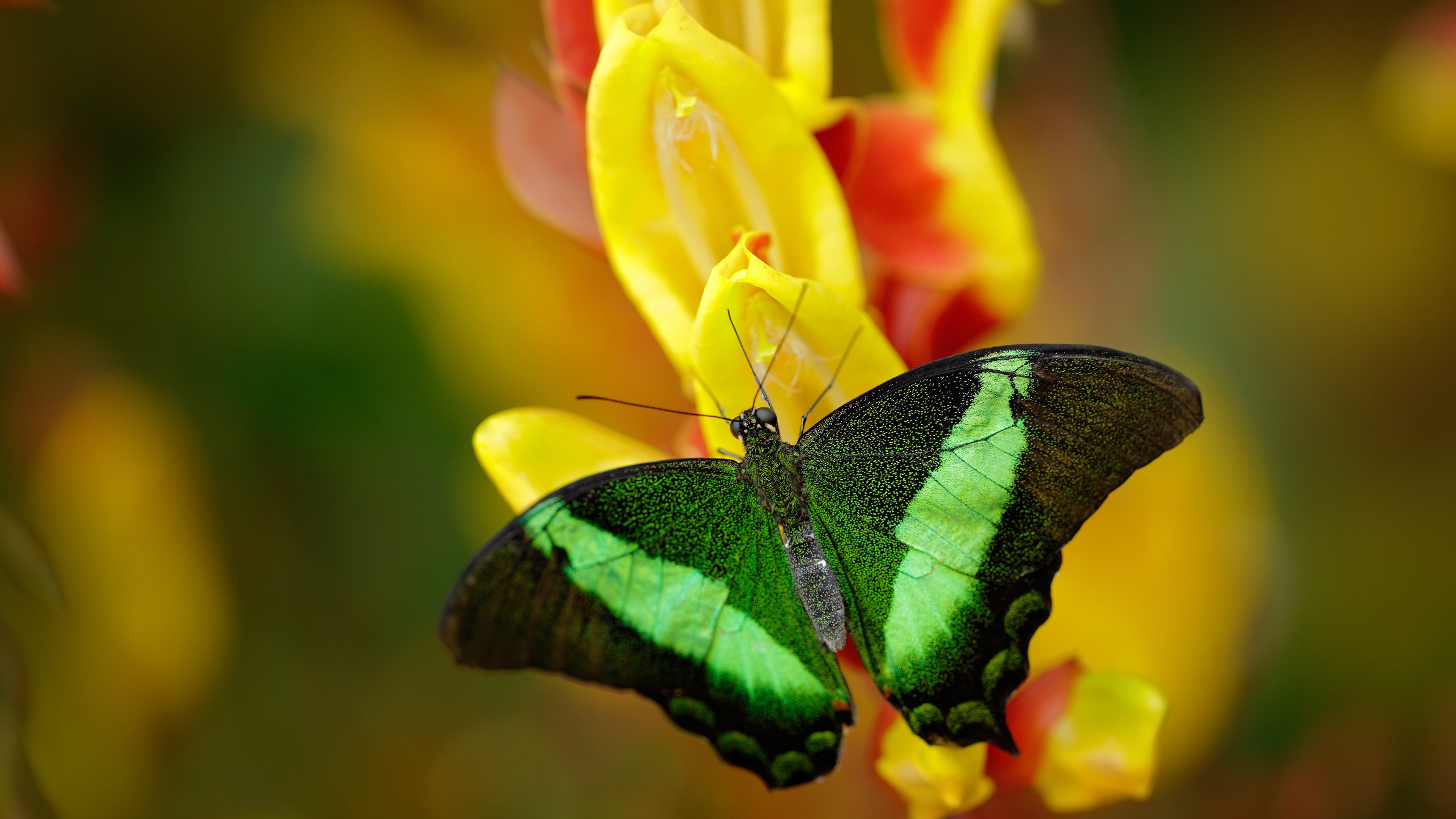 中国三人篮球男队提升防守效率，中国三人篮球队员