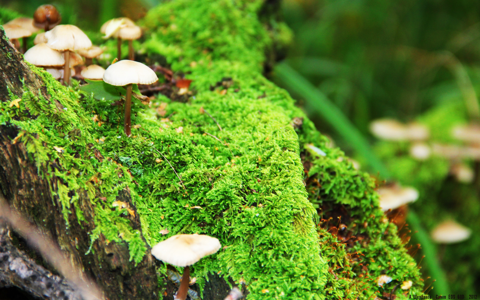 罚球失误合集那些年尴尬瞬间，罚球的视频