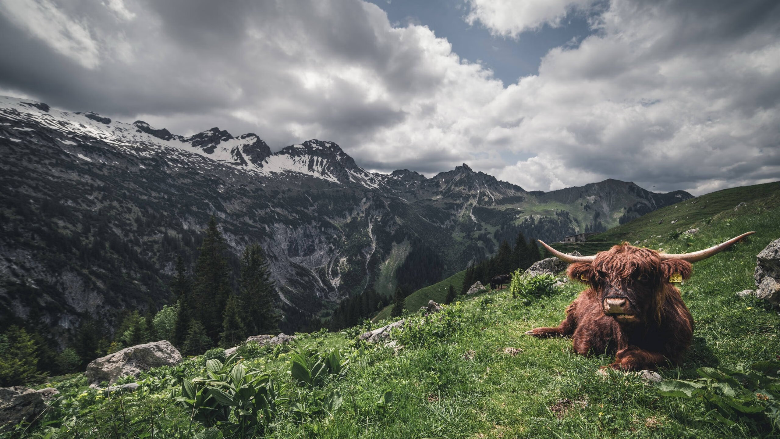 奋力一搏!李冰洁决赛展现顽强意志,李冰洁个人简介