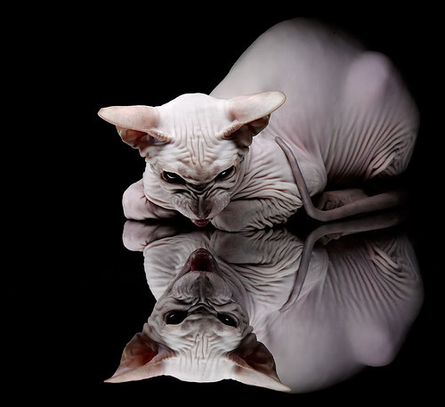 巴尔:全黑队防线的坚固屏障,每次拦截都精准无误,足球巴尔