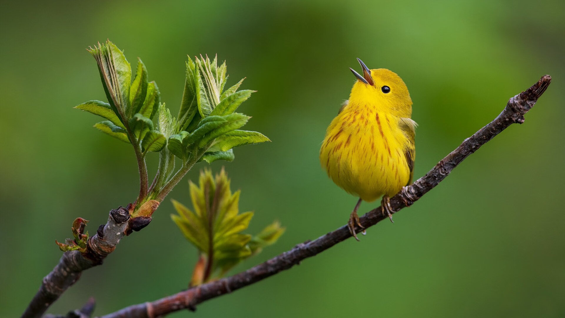 JiuyouAPP下载-意甲逆转奇迹：永不言弃的精神力量，意甲不败纪录