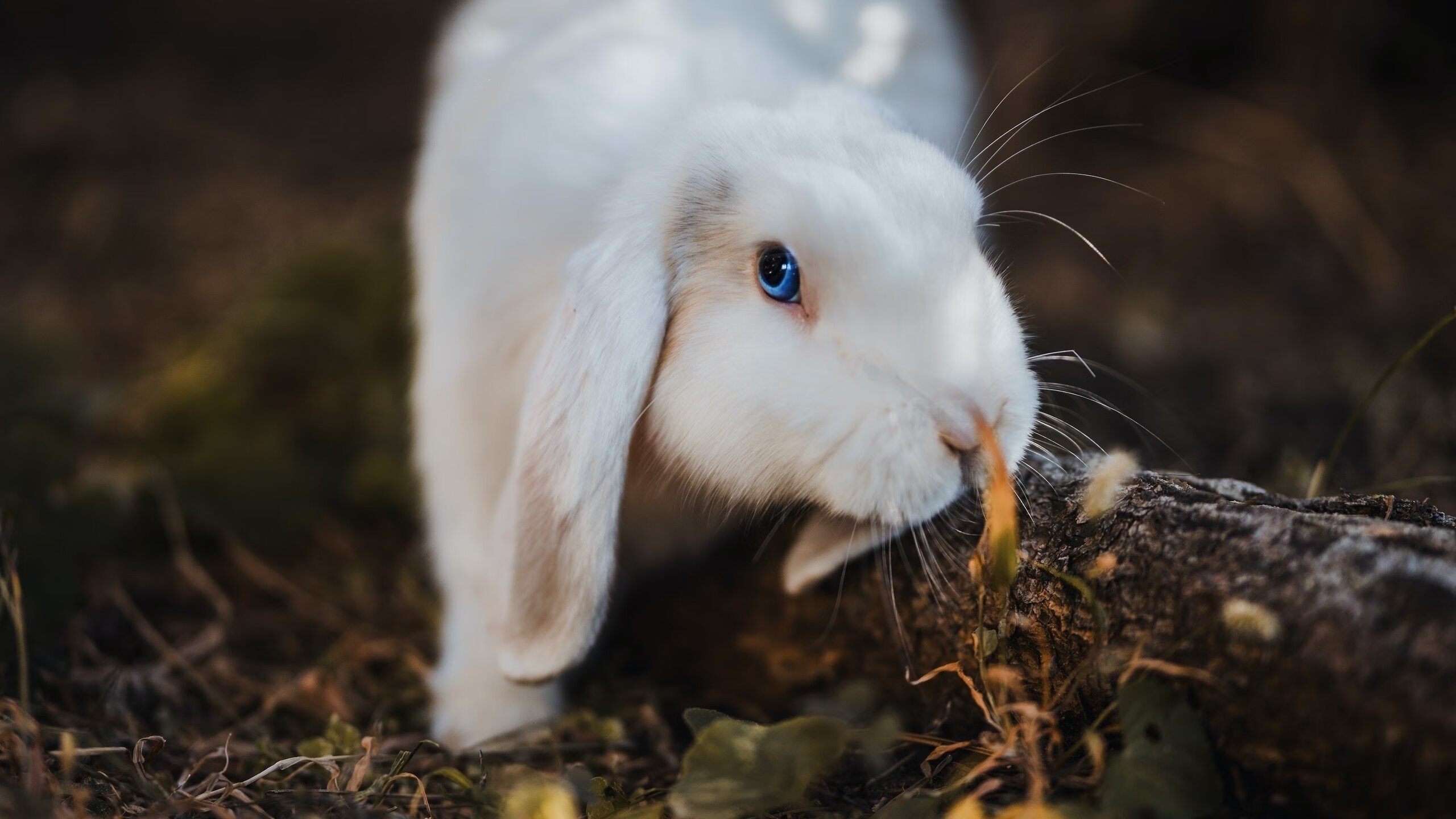 马刺表达培养核心新人是重中之重，马刺核心球员