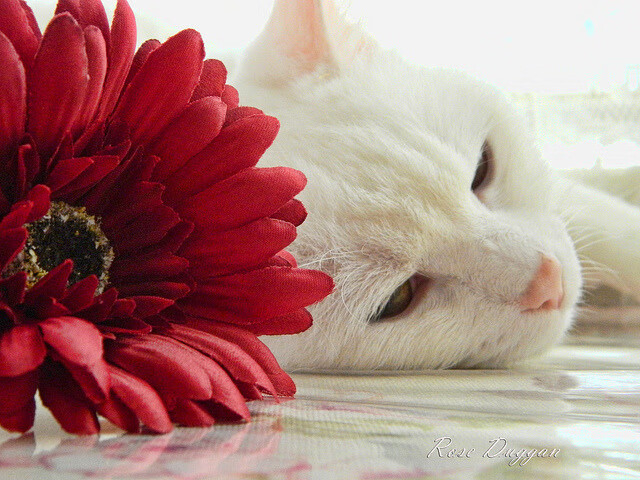 黎巴嫩男篮在西亚锦标赛中奋战不止，期待突破，男篮黎巴嫩冲突视频