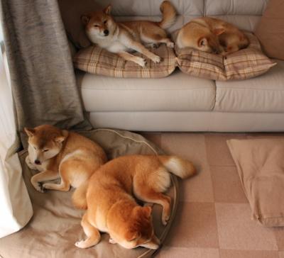 黎巴嫩男篮在西亚锦标赛中奋战不止，期待突破，男篮黎巴嫩冲突视频